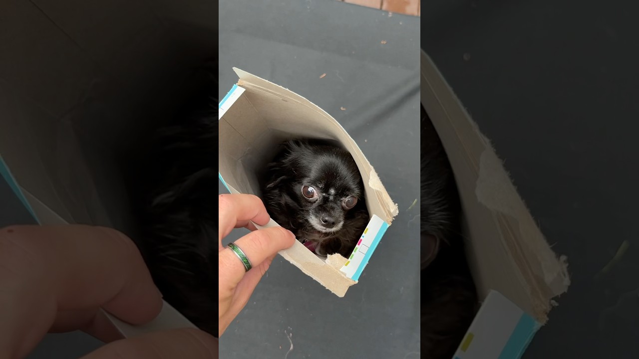 Josh puddin & Dozer's Best & Most Popular YouTube Videos (Oct 2026)