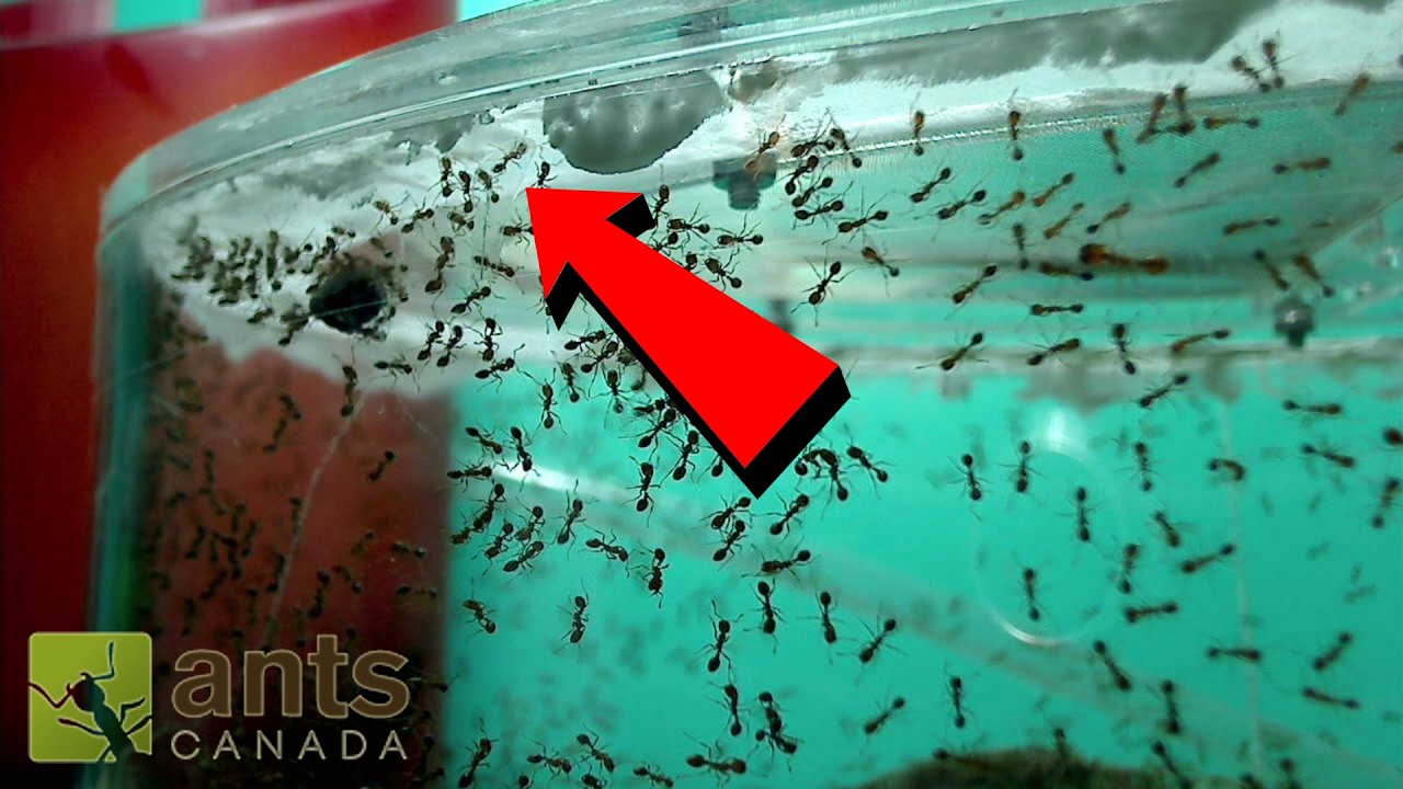 AntsCanada's Best & Most Popular YouTube Videos (Oct 2026)