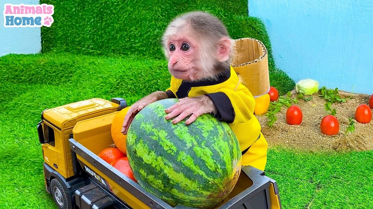 Animals_Home's Best & Most Popular YouTube Videos (Oct 2026)