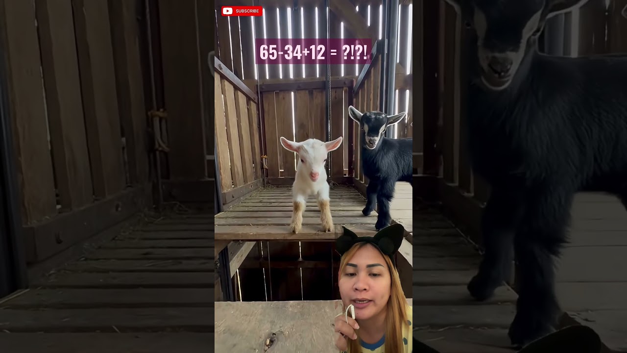 YouTube Trending Videos (Indonesia, Pets & Animals) - Digital Creators
