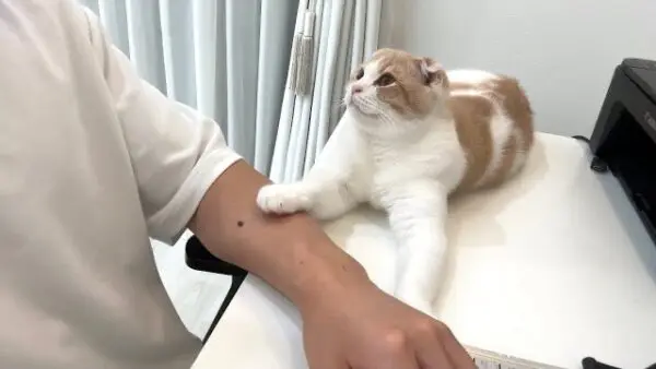 もちまる日記、仕事で徹夜した飼い主・下僕を労いながら待つ兄弟猫の姿に、「可愛すぎる」の声多数！