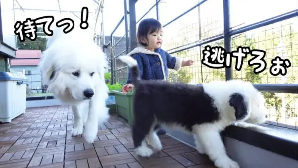 山奥暮らしのシュシュ、子犬がベランダデビューするも一歩が踏み出せない！子犬を見守り、叱るお姉さん犬に称賛の声！