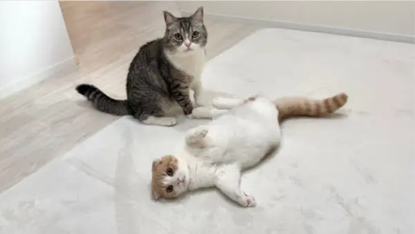 もちまる日記、爪がカーペットに引っ掛かりジタバタ！”弟”の異変にいち早く気づくもちまるに、「賢すぎる」と称賛の声