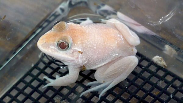 生き物系YouTuber・ちゃんねる鰐、真っ白な珍しいカエルを紹介！白く小さい体で餌を食べる姿に「可愛い」と絶賛の声