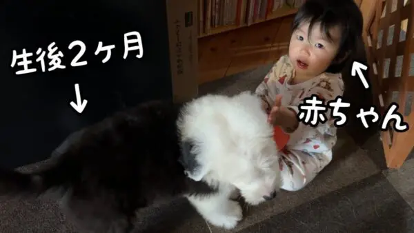 山奥暮らしのシュシュ、子犬と赤ちゃんがボール遊び！家に子犬がやってきて1週間だが、仲良く過ごせるのか…？