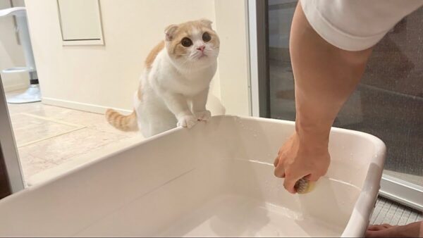 もちまる日記、飼い主・下僕の猫トイレ掃除に興味津々！？2匹のお気に入りの猫砂を紹介！視聴者から「可愛すぎる」の声！