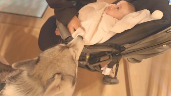 ハスキー犬もんちゃん、山梨旅行でほうとうを食べる！赤ちゃんとの初めての旅行にワクワク！ファンも癒される！