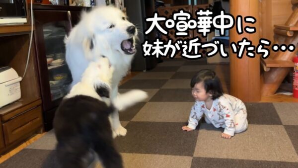 山奥暮らしのシュシュ、赤ちゃんが近くにいると喧嘩を止める犬たち！その姿に視聴者も「賢すぎる」と感心！