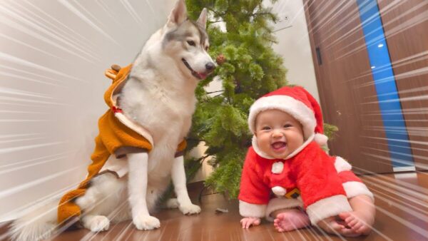 ハスキー犬もんちゃん、クリスマスを堪能！サンタ姿の赤ちゃんとトナカイ姿のワンちゃんの可愛さに癒されまくる…！
