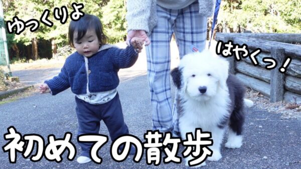 山奥暮らしのシュシュ、赤ちゃんと子犬で散歩デビュー！初めて見る世界も恐れずグングン進む姿に「おめでとう」の声