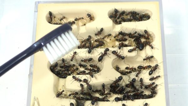 おーちゃんねる、大量のアリが住む巣箱を掃除！捕食される昆虫に「むごいでちゅね～」溢れ出る狂気に「鬼」の声！