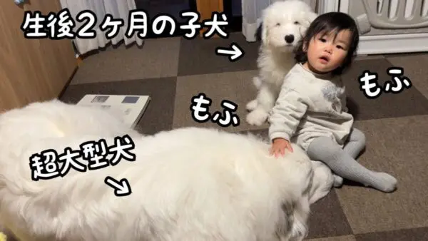 山奥暮らしのシュシュ、子犬むぅむぅに触りたい赤ちゃんが可愛い！子供と子犬の成長にファンも感激！