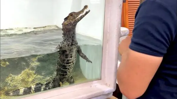 ちゃんねる鰐、ラットを丸吞みするオオトカゲたちへの餌やりを公開！警戒心の溶けた赤ちゃんワニに、ファンはメロメロ！