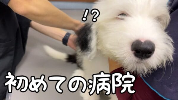 山奥暮らしのシュシュ、子犬むぅむぅの初注射を報告！お座りして尻尾を振り注射される姿に、ファン「がんばりました」と労い