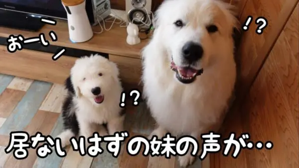 山奥暮らしのシュシュ、最新ドックカメラを設置！遠隔操作でおやつが投げられる！？留守番中の犬たちの反応が可愛すぎる！