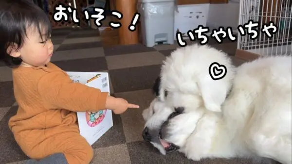 山奥暮らしのシュシュ、妹が読み聞かせ挑戦も、構わず目の前でじゃれ合い！幸せの”おすそ分け”に、視聴者も癒され