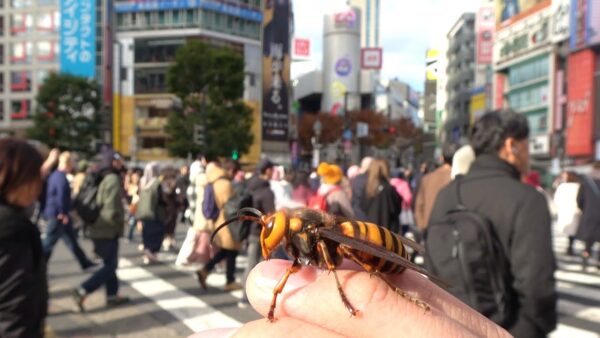 おーちゃんねる、オオスズメバチと渋谷を散歩⁉リードを繋げ堂々と練り歩く”強者感”に、「ライオン飼うより凄い」と驚嘆