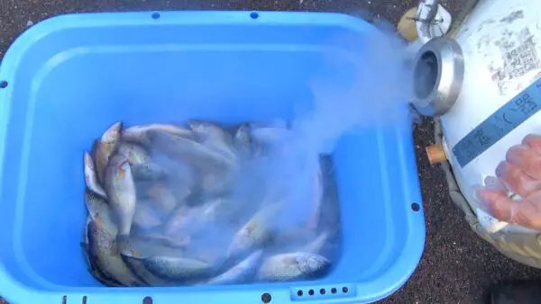 おーちゃんねる、釣り上げた大量のブラックバスに液体窒素ぶっかけ⁉夕食も狂気の”バス鍋”に舌鼓で、「狂ってる」の声も