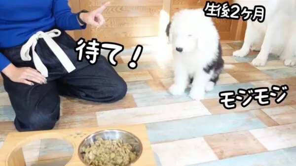 山奥暮らしのシュシュ、「待て」ができなくて前脚バタバタ！食欲と格闘する姿に、視聴者も「可愛い」と大絶賛！