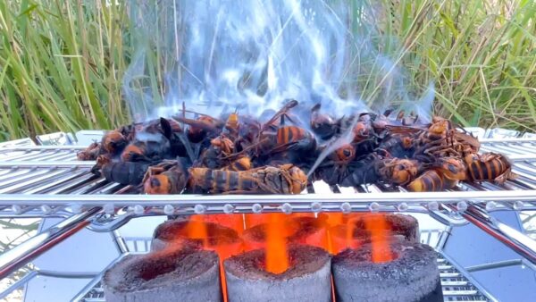 おーちゃんねる、殺虫剤まみれのオオスズメバチを燃料に、A5ランクの飛騨牛を焼いて、「美味しい」と食らう狂気の沙汰！