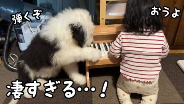 ピアノを弾く天才犬に、天才赤ちゃん！？一緒にピアノを奏でる、可愛らしい犬と赤ちゃんの様子にコメント欄メロメロ！