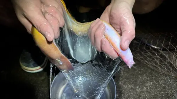 『ヌタウナギのヌルヌル食べてみた』ーヌタウナギの美味しさに「その辺の焼肉より余裕でうめえ」