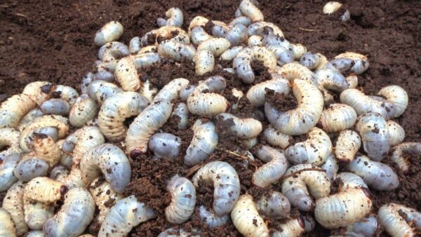 おーちゃんねる、掘り出したカブトムシの幼虫は”200匹”以上⁉新年一発目からトンデモ動画投稿で、視聴者も初笑い！