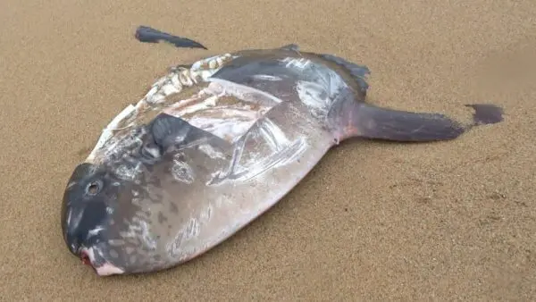 おーちゃんねる、貴重すぎるマンボウの打ち上げ現場で寄生虫GET⁉「安全そうな寄生虫から食べる」宣言に、視聴者驚き