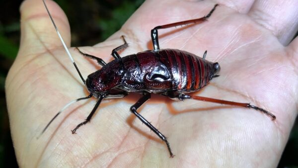 生物系Youtuber・ちゃんねる鰐、マレーシアの奥地で巨大ゴキブリを捕獲！彼もビックリ・その驚異の攻撃方法とは？