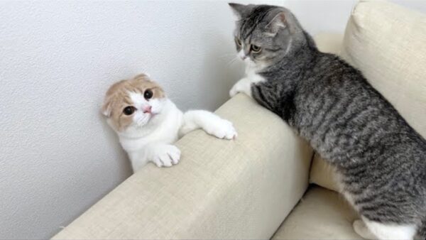 猫のもちまる、ソファーの隙間に落ちてしまった弟はなまるを助けられるか！？「何しても可愛いね」の声