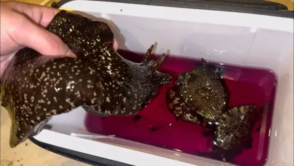 おろちんゆー、巨大なめくじを実食！紫の液体が体内からあふれ出す！？衝撃的な動画が話題！