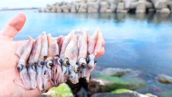 うごめ紀、富山湾で採った輝くホタルイカで”鯛を釣る”⁉徹夜明けの過酷なサバイバルも、海の恵みは「本当にうまい」！