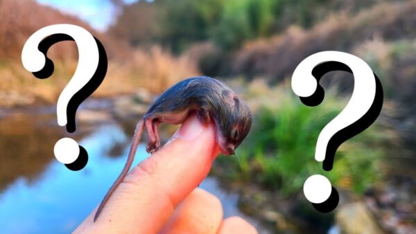 生物系YouTuber・マーシー、琵琶湖で外来種カメ調査で、思わぬ生物を発見！？