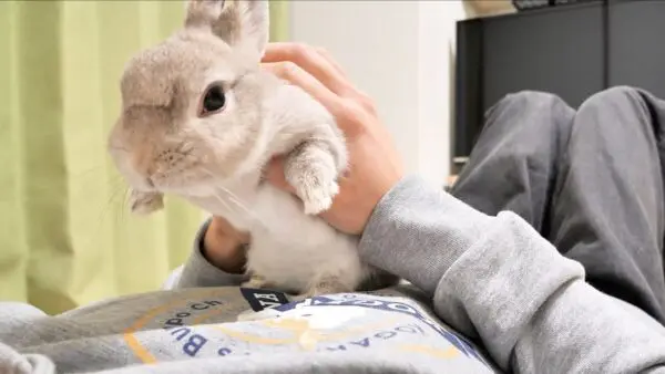 うさぎのぽぽちゃん、なでなでと抱っこでは飽き足らず高い高いを要求!?甘え上手な様子に「可愛い」の声！