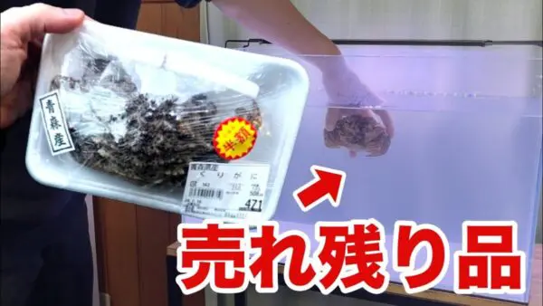 半額で売れ残り・瀕死のカニが、まさかの完全蘇生！？生きることへの執念を見せ、視聴者も「半額から定価に戻った」と驚愕