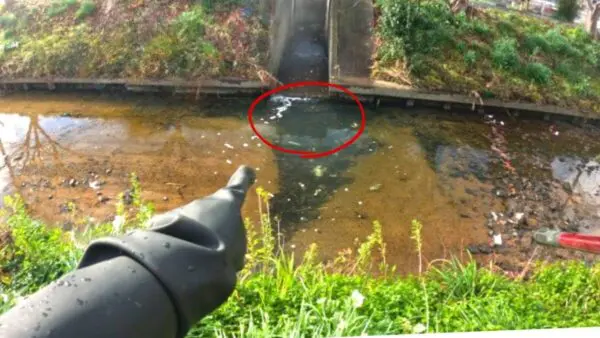 生物系YouTuber・マーシー、琵琶湖に棲みつく外来種を捕らえる！一挙70匹を捕獲で、「生態系が守られた」の声も