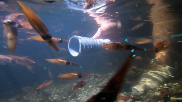 生き物系YouTuberホモサピ、数百万匹のホタルイカが接岸するという富山湾へ！手作りの”水中掃除機”で大量捕獲「やば、めっちゃ効率いい」