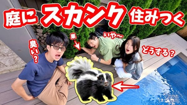 カナダ在住・かほせいチャンネル、家の庭にスカンクが作った大きな穴が！スカンクを捕まえようとケージを設置すると大きなフクロネズミやアライグマを捕獲！