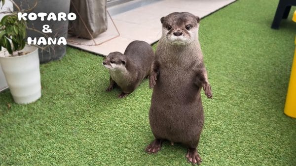 コツメカワウソ、バルコニーに現れたカラスに威嚇されても全く臆せず追いかける！その様子に「さすが好奇心旺盛！」などと世界中からコメント殺到！